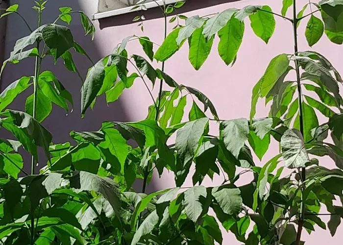 1ком апартаменты,парковка,улхорватская Leopoli